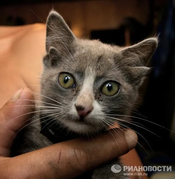 Кот с четырьмя ушами фото Лунтик: котенок с четырьмя ушами живет во Владивостоке - РИА Новости, 10.08.2010