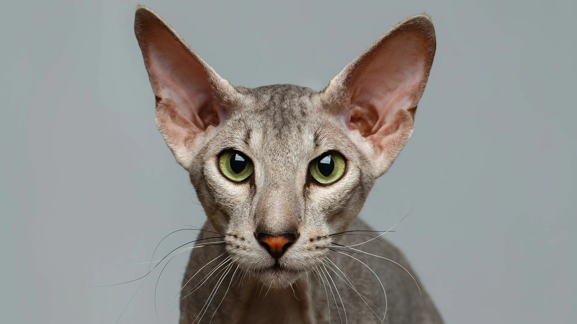 Кот с длинными ушами порода фото Peterbald': a Sphynx cat from St. Petersburg (PHOTOS) - Russia Beyond
