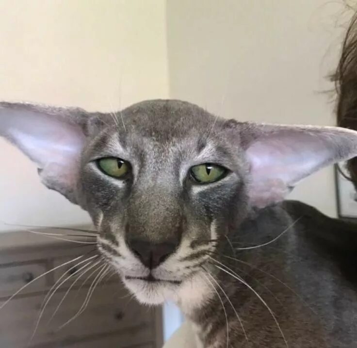 Кот с длинными ушами порода фото Pin di Николай Александрович su КОТЫ-1. Adorabili gattini, Animali rari, Razze d