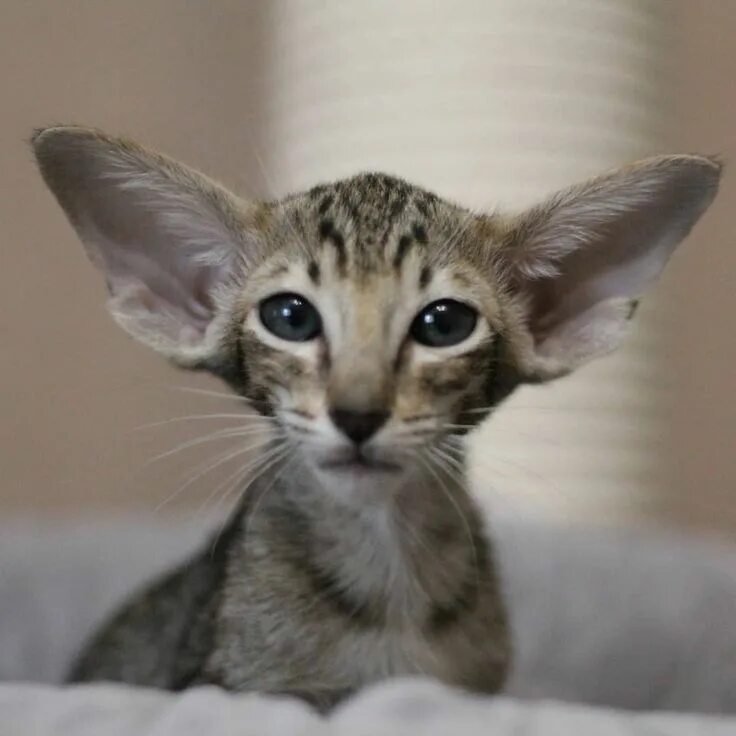 Кот с длинными ушами порода фото ป ก พ น ใ น บ อ ร ด Kitties - specials