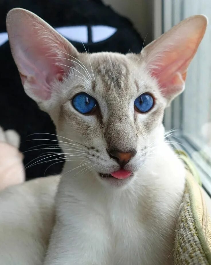 Кот с длинными ушами порода фото Пин от пользователя Nebulakitty на доске Beautiful cats в 2023 г Милые котики, Э