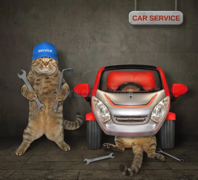 Кот с гаечным ключом и сигаретой фото Cats firm stock image. Image of cats, impression, assertive - 84093137