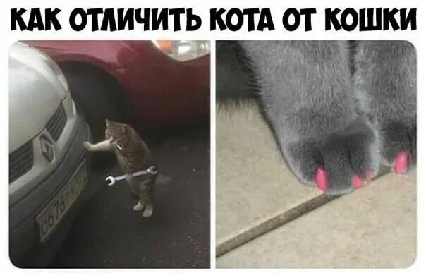 Кот с гаечным ключом и сигаретой фото Pin de ELENA GOLEMBOVSKA en CATS, KITTENS Memes graciosos, Chistes graciosos, Me