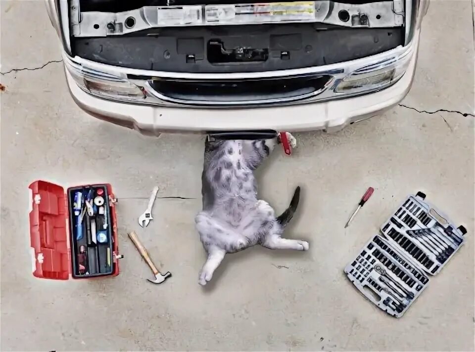 Кот с гаечным ключом и сигаретой фото Бортжурнал Opel Astra