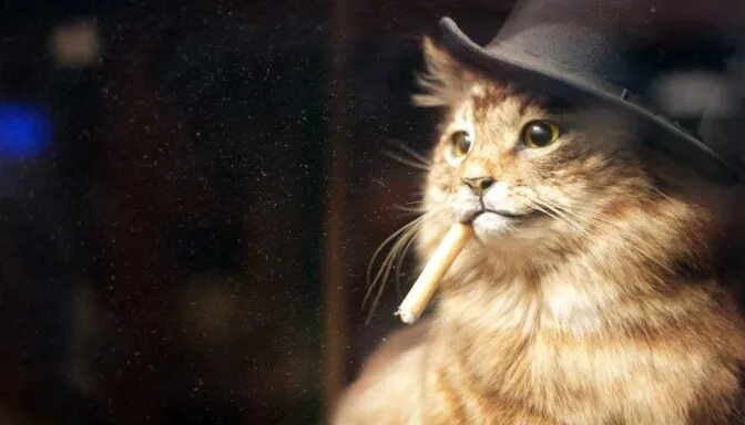 Кот с гаечным ключом и сигаретой фото Cat_Killer303 SRB2 Message Board