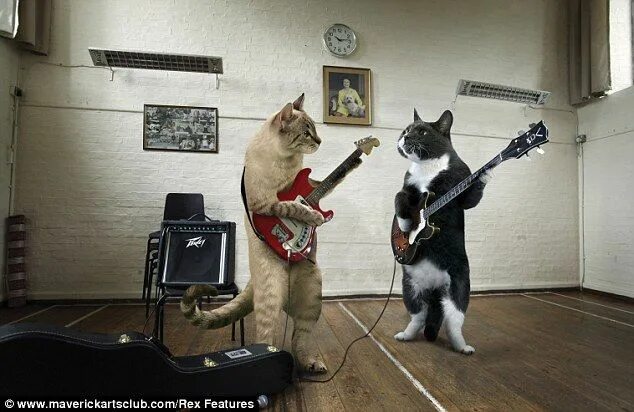 Кот с гитарой фото Feline festive? Musical cats strike a chord in 2012 calendar Cats musical, Cat e