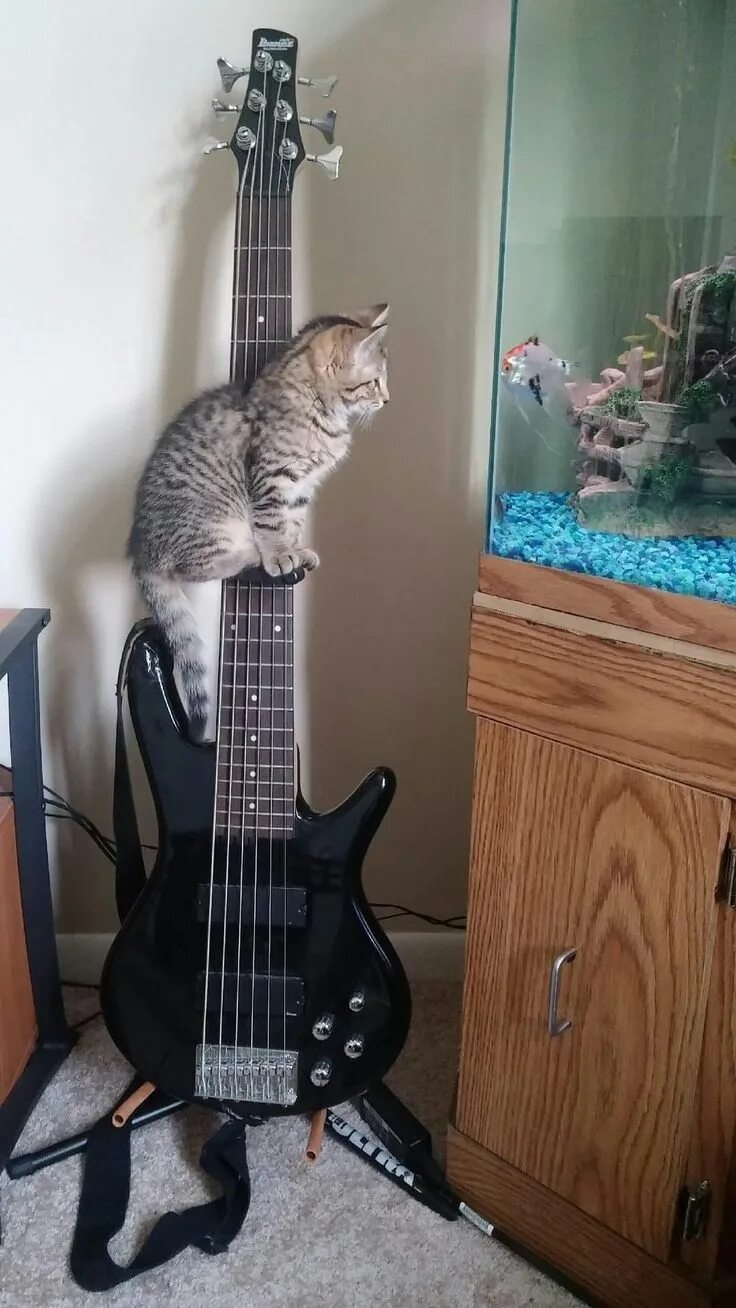 Кот с гитарой фото Pin by Karin Hanschke on Katzen Cats 4 Cool cats, Beautiful cats, Crazy cats