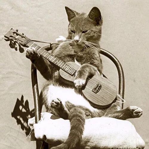 Кот с гитарой фото Stream Cat Faker music Listen to songs, albums, playlists for free on SoundCloud