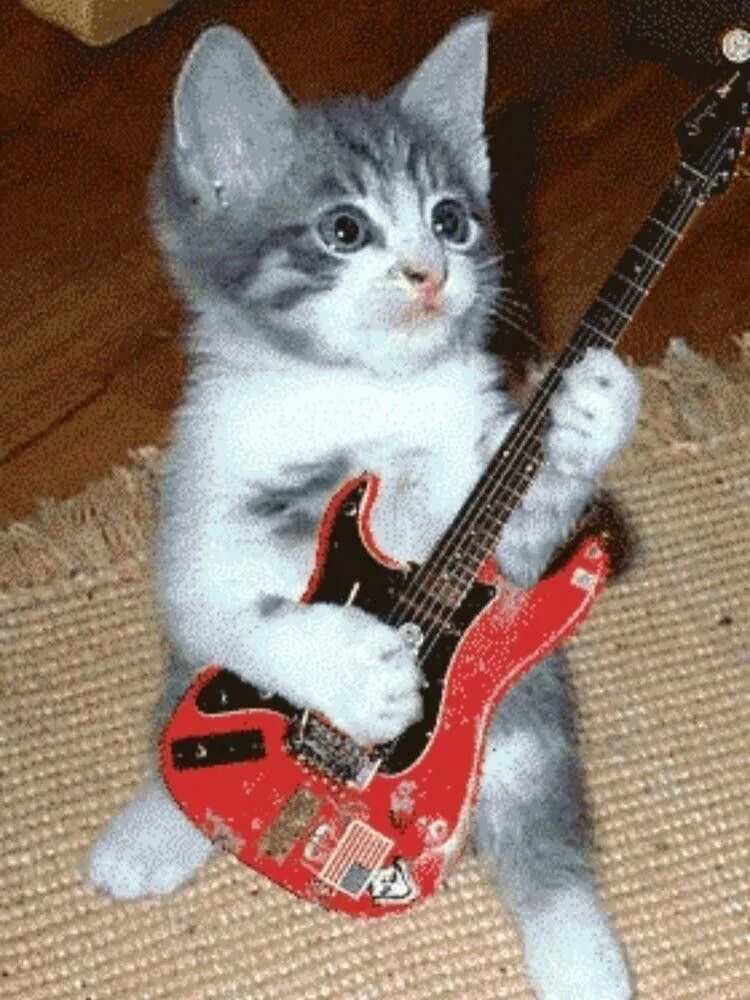 Кот с гитарой фото 600 Kittens & Puppies ideas cute animals, puppies, baby animals