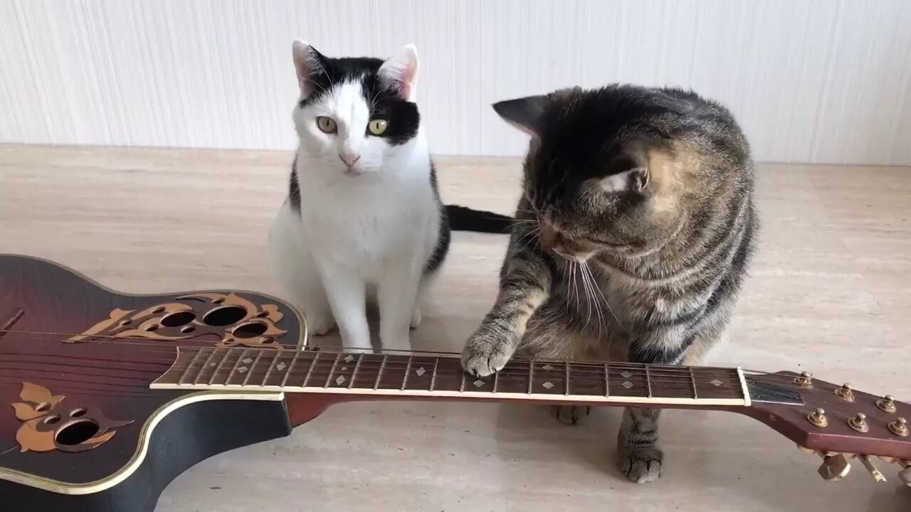 Кот с гитарой фото 2 cats play the guitar - YouTube