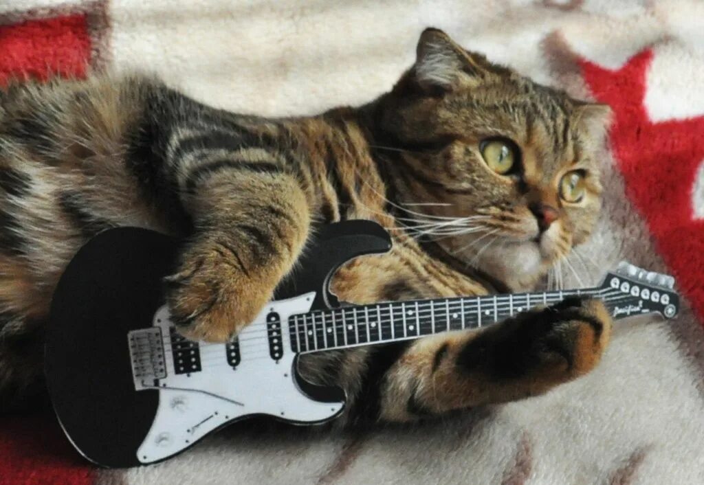 Кот с гитарой фото no title)