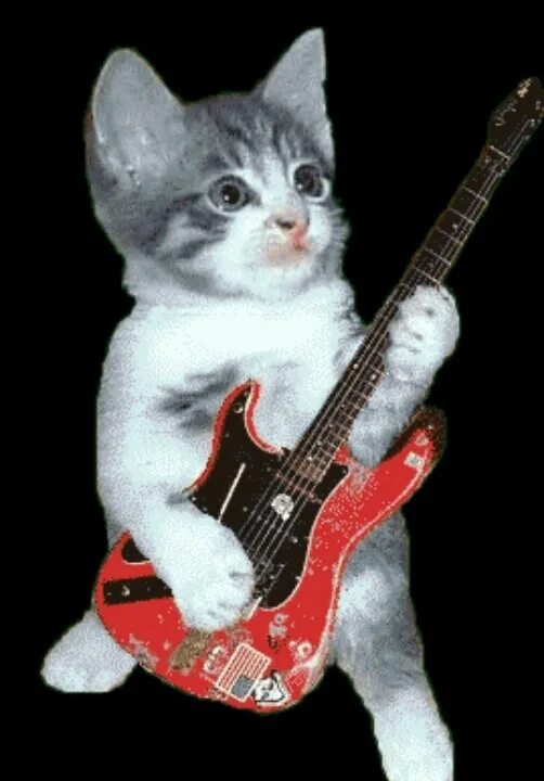 Кот с гитарой фото Kittytar Gatitos lindos divertidos, Gatos bonitos, Gatitos adorables