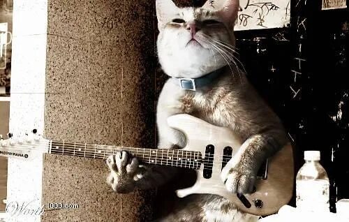 Кот с гитарой фото Rock on. Funny cats, Kitty, Animals
