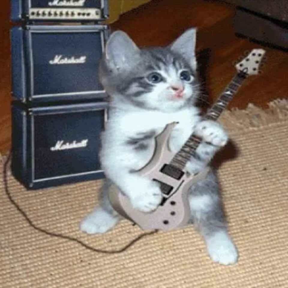 Кот с гитарой фото Amazon.com: Hotmail.com