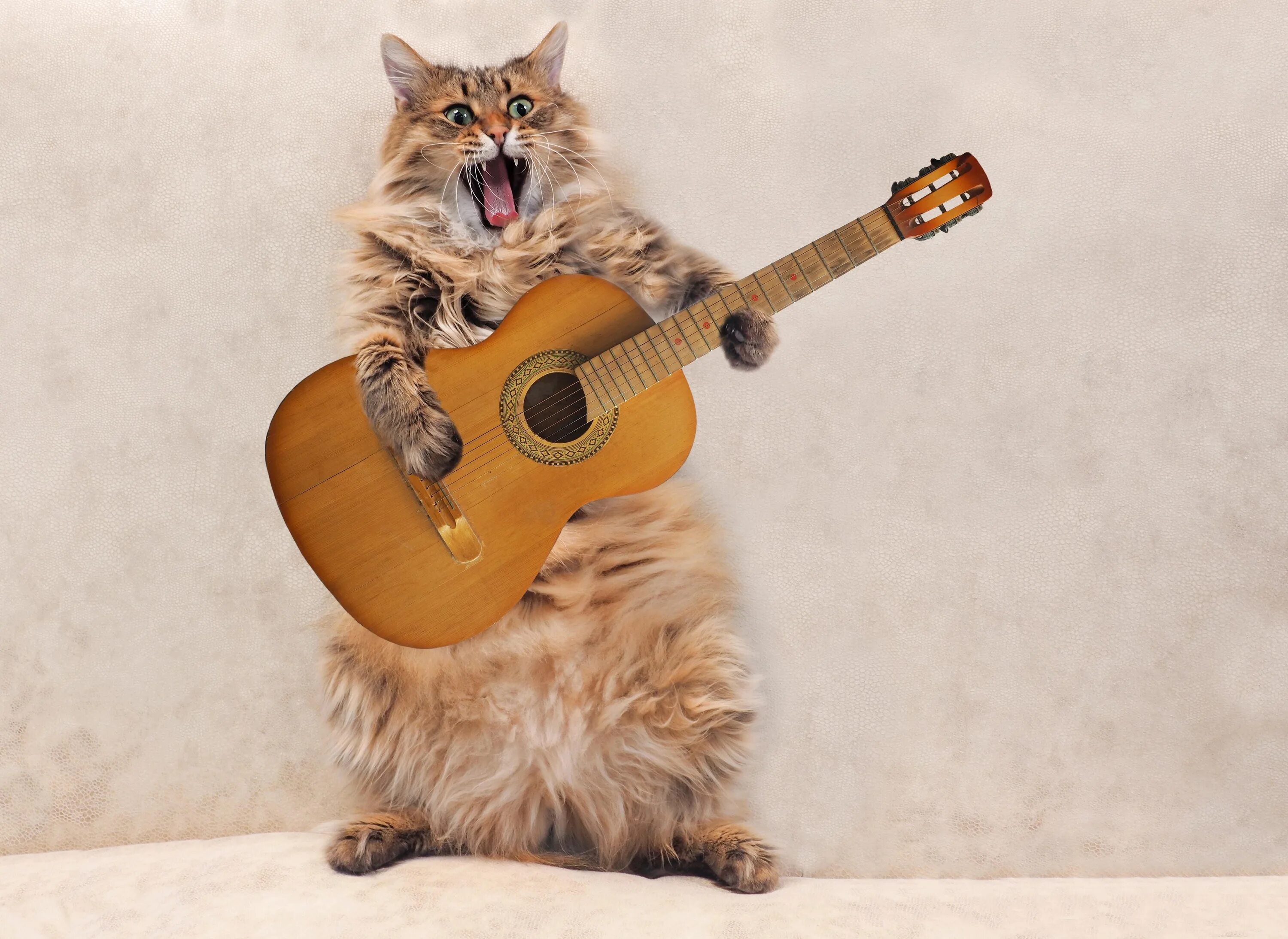 Кот с гитарой фото Here’s Why Background Music Is Killing Your Performance