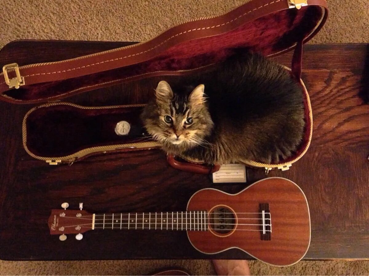 Кот с гитарой фото Classical Cat Funny cat pictures, Cute cats, Funny cats