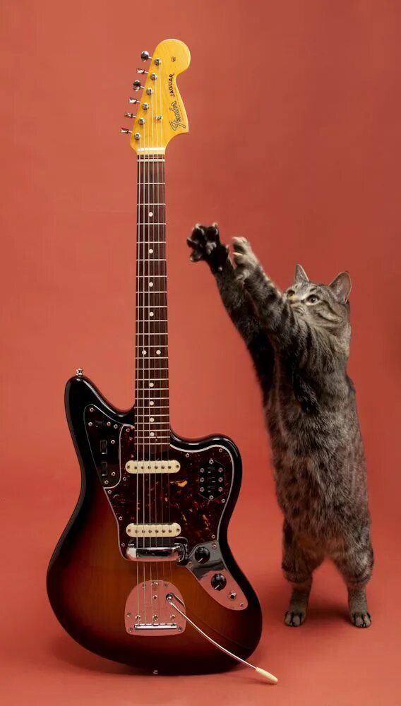 Кот с гитарой фото Junior v Jaguar Cute cats and kittens, Crazy cats, Cats and kittens