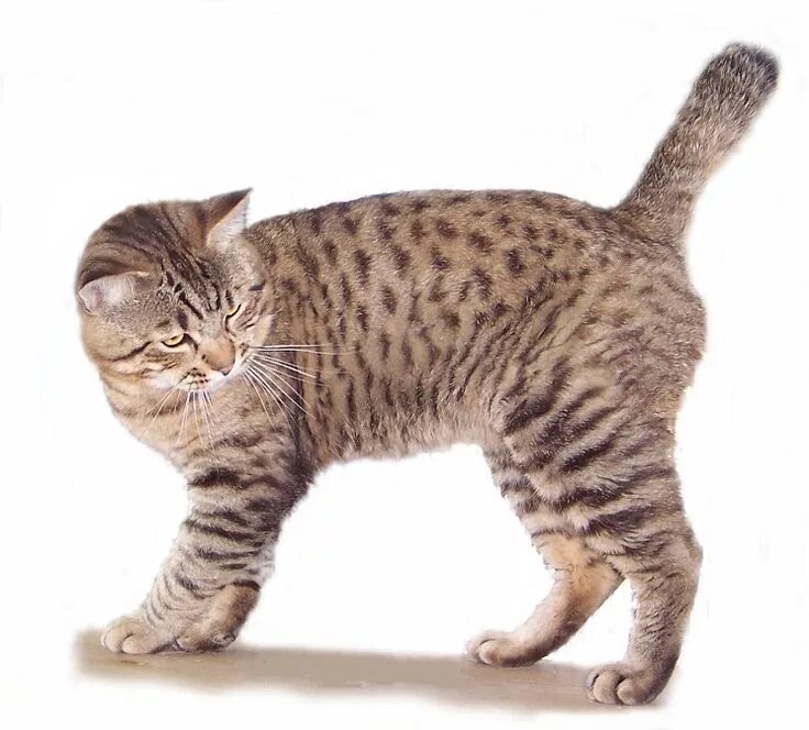 Кот с коротким хвостом фото American Bobtail Bobtail cat, American bobtail cat, Cat breeds