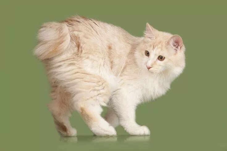 Кот с коротким хвостом фото Порода кошек курильский бобтейл. Фото Bobtail cat, Rare cats, Cat pose