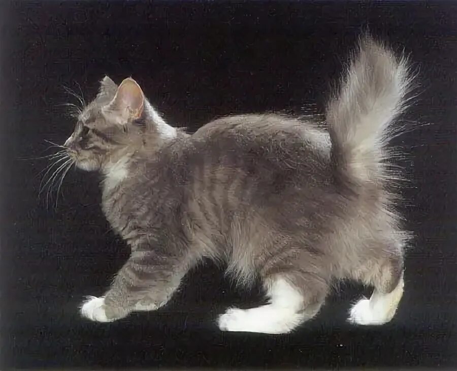 Кот с коротким хвостом фото Pin by Samantha on American Bobtail American bobtail, Cats, Animals