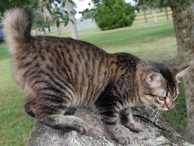 Кот с коротким хвостом фото despite the similar name and physical type—the breeding programs are entirely un