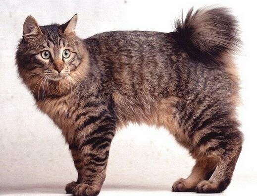 Кот с коротким хвостом фото Самые крупные породы кошек в мире Кошки & Собаки Дзен
