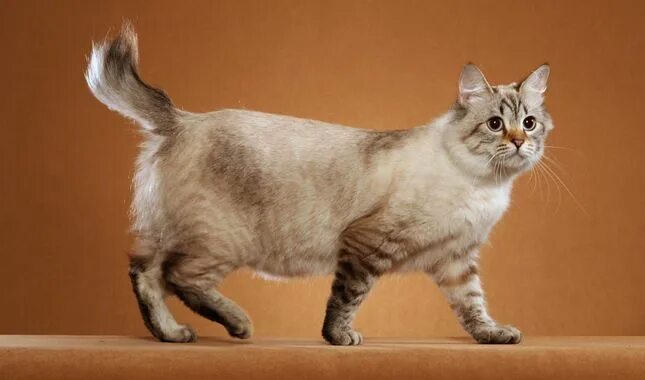 Кот с коротким хвостом фото American Bobtail Cat Breed Information American bobtail cat, Bobtail cat, Cat br