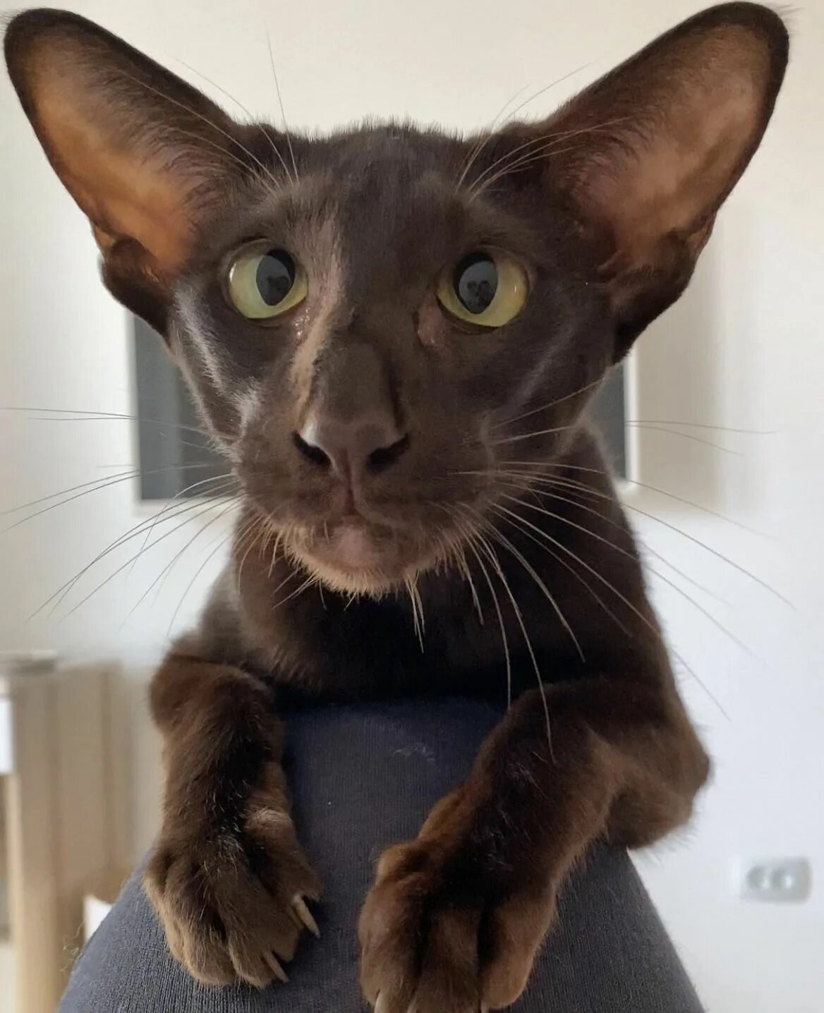 Кот с косыми глазами фото Pin by Katie Buscher on Cats in 2022 Baby cats, Dobby cat, Cute little animals