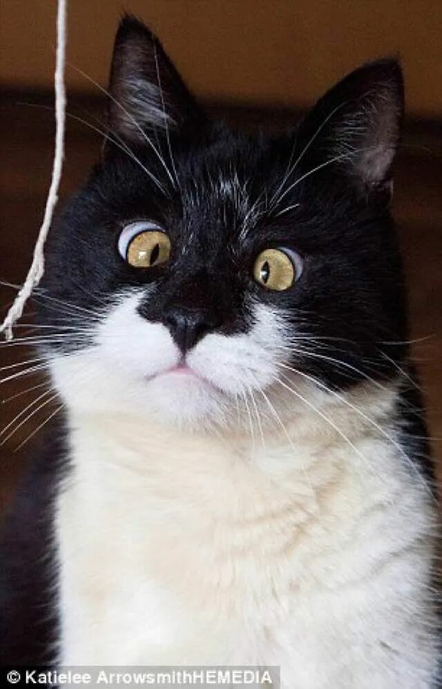 Кот с косыми глазами фото Ozzy the Cat is a Bit Cross-eyed and Has Tunnel Vision, But His Family Wouldn't 