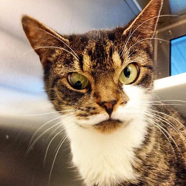 Кот с косыми глазами фото Sally The Googly-Eyed Kitty in 2024 Cats, Cute cats, Animals funny cats