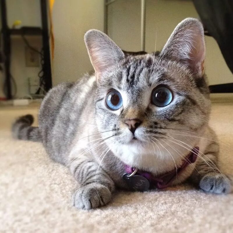 Кот с косыми глазами фото Питомцы с миллионами подписчиков в Instagram Petshop.ru
