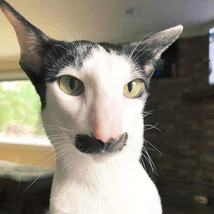 Кот с косыми глазами фото Black and White Cat with a Moustache - Adorable and Funny