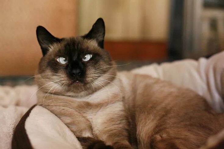 Кот с косыми глазами фото Like a Deer in Headlights Cross eyed cat, Cats, Siamese cats