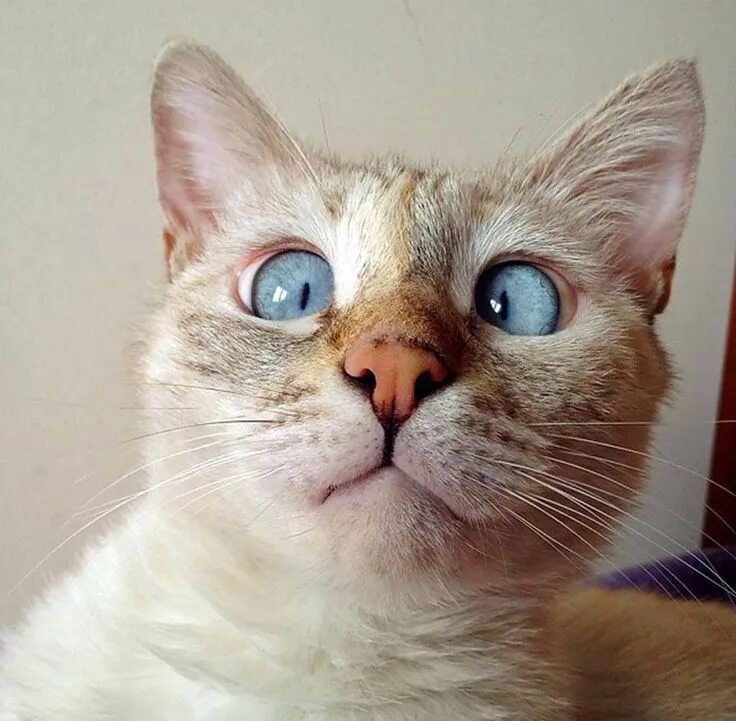Кот с косыми глазами фото Pin on Animal ❤ Cross eyed cat, Crazy cats, Cats