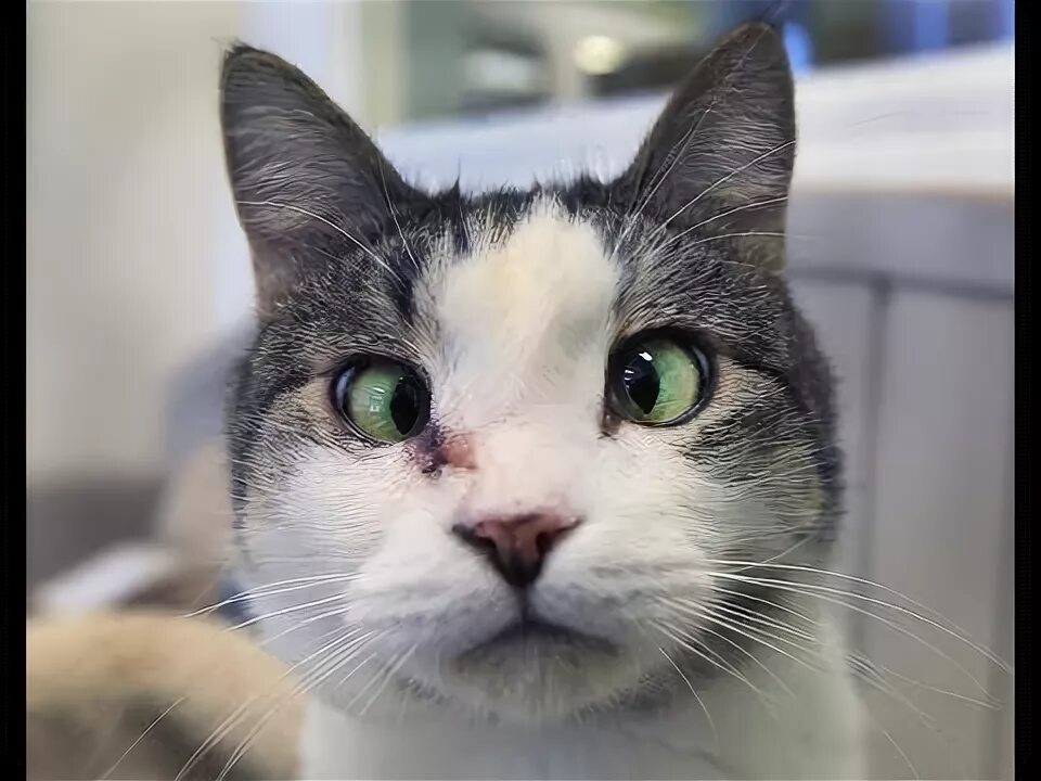Кот с косыми глазами фото 寄 り 目 に な っ て い る 猫 ち ゃ ん が め っ ち ゃ か わ い い ｗ ～ Cat that is a