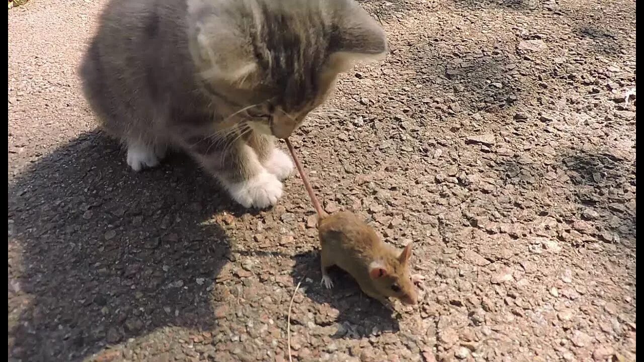 Кот с мышкой фото КОТИК ГАРИ ПОЙМАЛ МЫШКУ ЗА ХВОСТ - YouTube