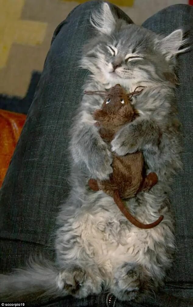 Кот с мышкой фото Adorable animals photographed cuddling up with soft toys Funny wild animals, Fun