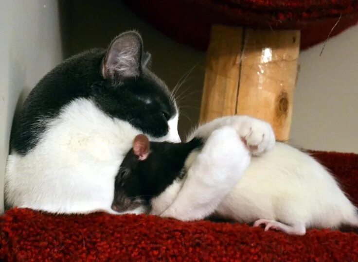 Кот с мышкой фото Cat and rat snuggling 3 Niedliche tierbilder, Hausratten, Ungewöhnliche tiere