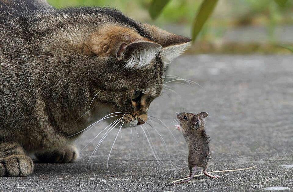 Кот с мышкой фото Uh..hi! Funny animals, Cute animals, Cats