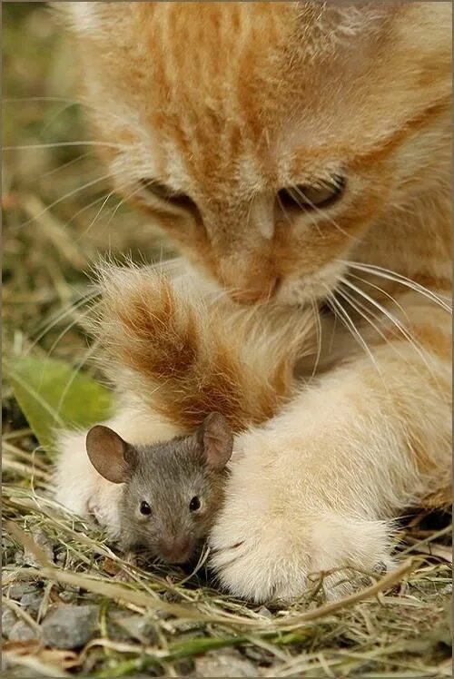 Кот с мышкой фото Filhotes de gatos, Fotografia de animais, Ratinhos de estimação