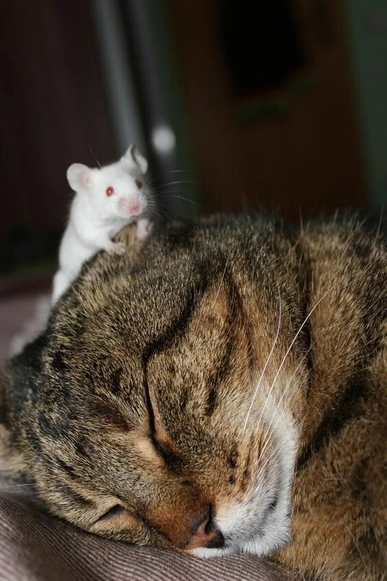 Кот с мышкой фото MON PLAISIR Вещи для души. Винтаж,Прованс. Funny animals, Pets, Unusual animal f