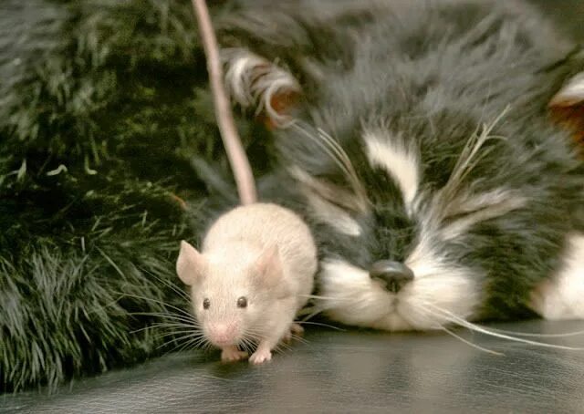 Кот с мышкой фото Animals, Pets and Vermin Animals, Animal behavior, Animal companions