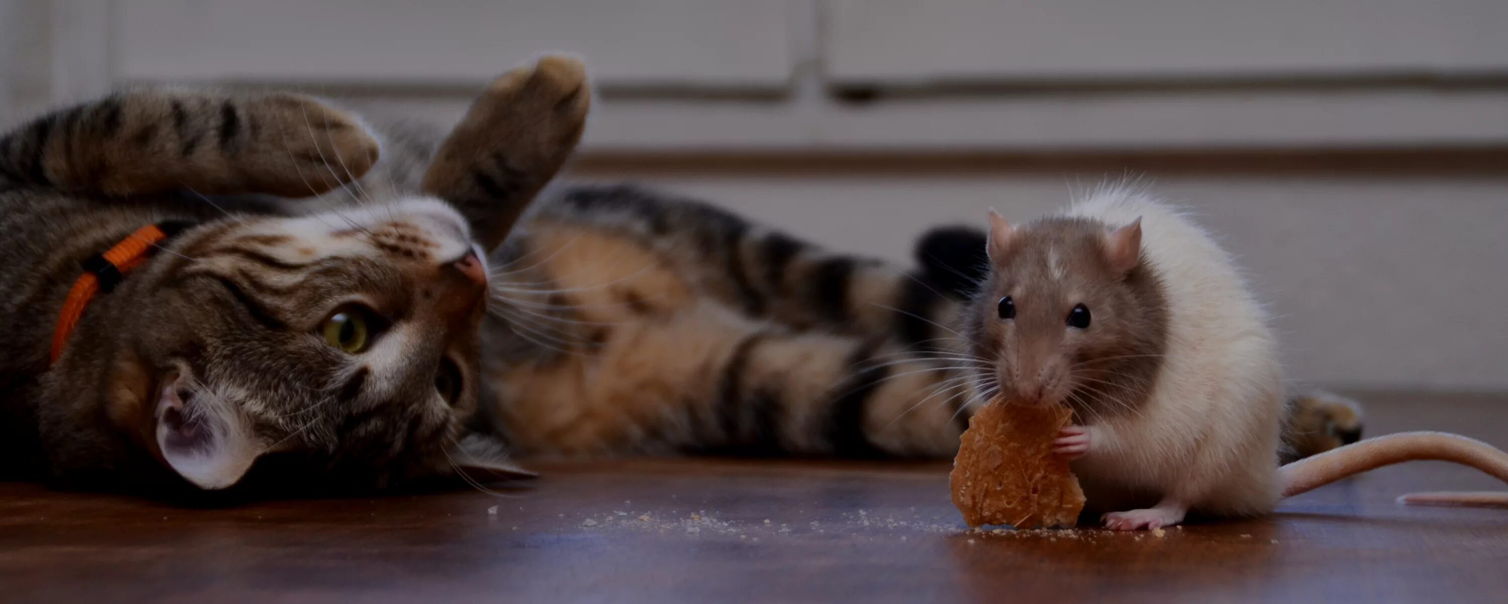 Кот с мышкой фото Download wallpaper cat, mustache, Koshak, rat, Tomcat, section cats in resolutio
