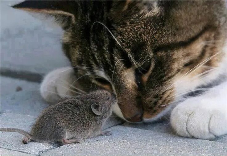 Кот с мышкой фото Épinglé par Sarah David sur Douceur. Chat trop mignon, Chat et souris, Photo cha