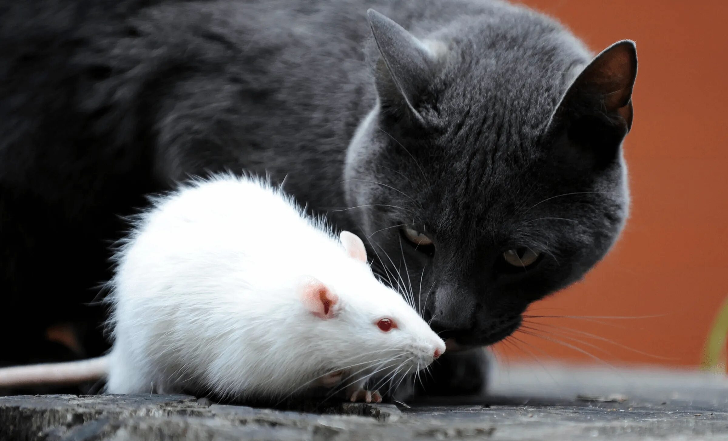 Кот с мышкой фото Steam Workshop::rats and cats