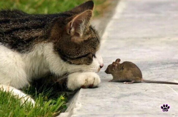 Кот с мышкой фото Unlikely friends! This kitty looks like my Sara Sue. And she probably would have