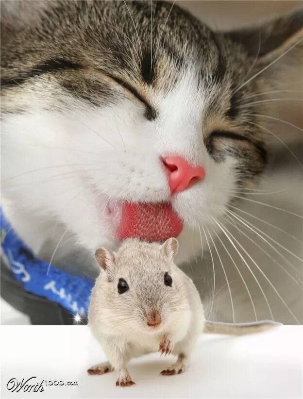 Кот с мышкой фото Imgend - Picture This. Animal hugs, Animal rescue site, Beautiful cats