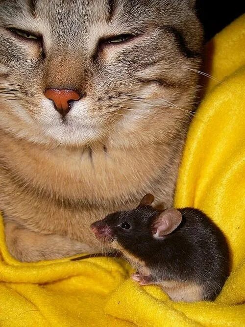 Кот с мышкой фото 違 う 種 類 の 動 物 同 士 が 仲 む つ ま じ く 過 ご し て い る 写 真 Animals friendship, Animals, Ver