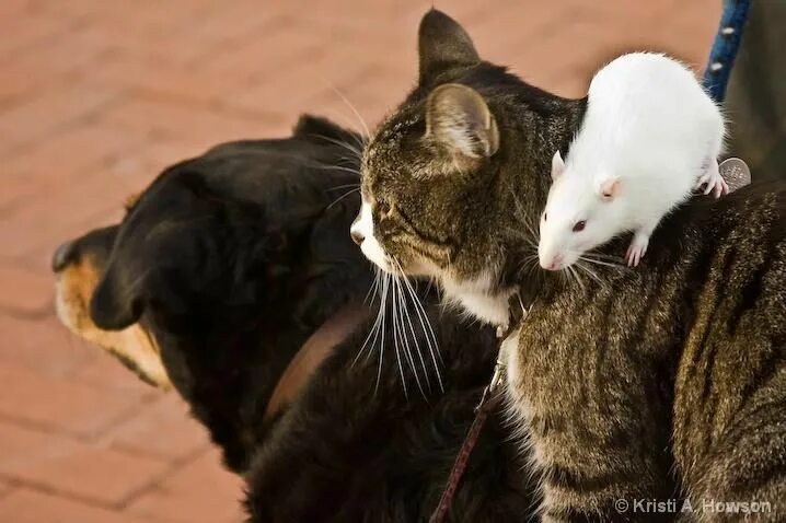 Кот с мышкой фото Untitled Animals friendship, Animals friends, Pets