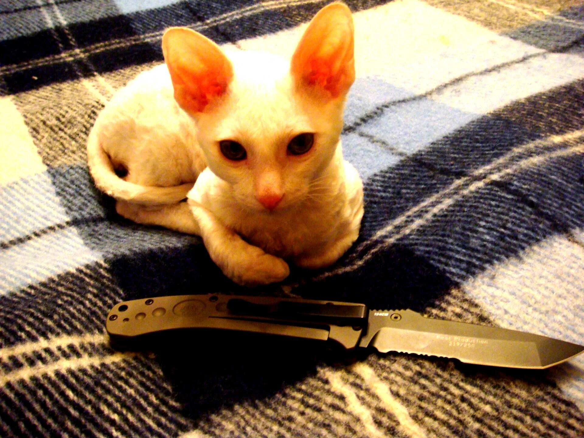 Кот с ножом фото Ножи и коты (knives & cats) : Холодное оружие